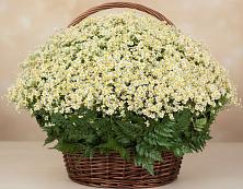 Цветочная композиция из Ромашки в корзине #REPLACE_PRED# Островской Костромской области