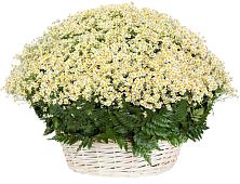 Цветочная композиция из Ромашки в корзине #REPLACE_PRED# Островской Костромской области